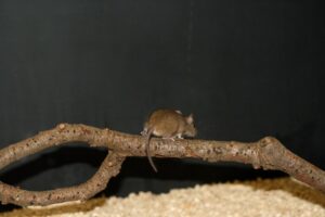Maus